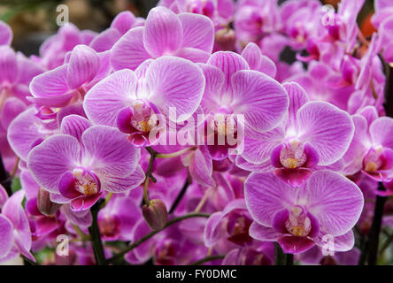 Nahaufnahme der rosafarbenen Orchideenblüten Stockfoto