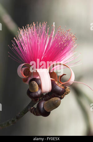 Die Seide Zahnseide-Baum (Ceiba Speciosa, ehemals Chorisia Speciosa) ist eine Art von Laubbaum in den Tropen heimisch. Stockfoto