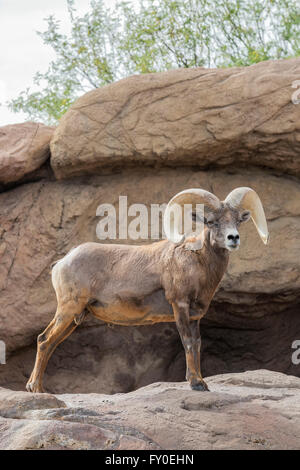 Wüste Dickhornschafe (Ovis Canadensis Nelsoni), Arizona Stockfoto