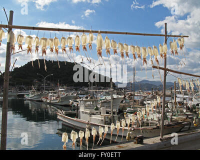 Tintenfisch, trocknen in der Sonne, Fischerhafen Nagato, Präfektur Yamaguchi Japan Stockfoto