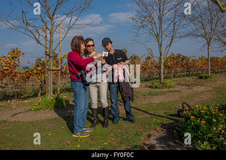 Touristen im Weinberg am Whirlpool Family Vineyards südlich von der Stadt von Sonoma in Sonoma Valley in Sonoma County, California Stockfoto