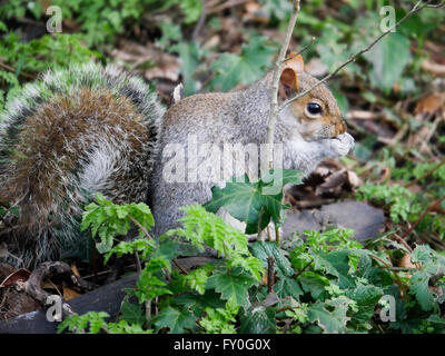 Grauhörnchen im Greenwich Park, London, UK Stockfoto