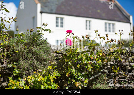 Rosa blühende Ona Land Gartenmauer mit weiß lackierten Cottage. Stockfoto