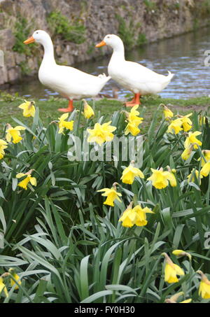 Enten und Narzissen um den Dorfteich in Tissington, einem malerischen englischen Dorf im Peak District National Park, Derbyshire Stockfoto