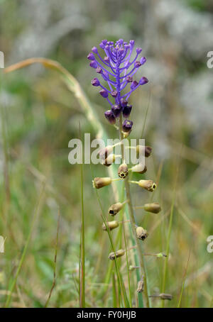 Quaste-Hyazinthe - Leopoldia Comosa wilde Blume aus Zypern Stockfoto