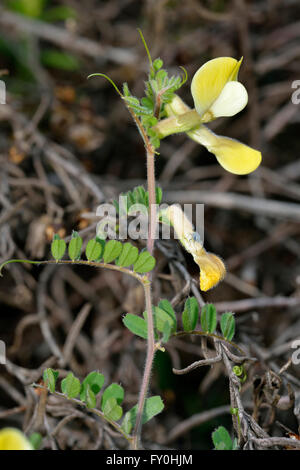 Behaarte gelbe Wicke - Vicia Hybrida Klettern Blume aus Zypern Stockfoto