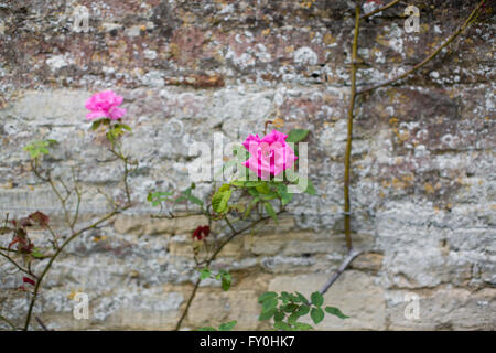 Rosa rose auf einer alten verwitterten Kirche wächst. Stockfoto