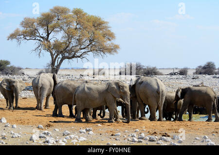 Afrikanische Elefanten (Loxodonta Africana) am Wasserloch von Okaukuejo im Etosha Nationalpark, Namibia Stockfoto