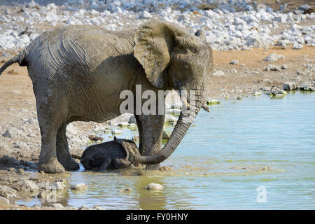 Afrikanischer Elefant (Loxodonta Africana) mit jungen Spritzen Schlamm am Wasserloch von Okaukuejo im Etosha Nationalpark, Namibia Stockfoto