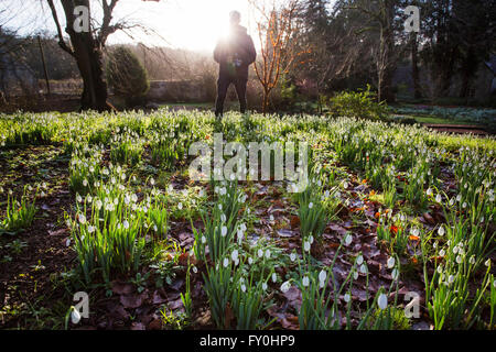 © Lizenzierte nach London News Bilder 28.01.2016, Cheltenham, Großbritannien. Colesbourne Park Schneeglöckchen Sammlung, in der Nähe von Cheltenham, Vereinigtes Königreich öffnet seine Türen für die Öffentlichkeit an diesem Wochenende 30. Januar. Der Park enthält über 250 seltene und ungewöhnliche Sorten von Schneeglöckchen und gilt als "Englands größte Schneeglöckchen Garten" (Leben). Stockfoto