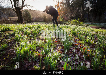 © Lizenzierte nach London News Bilder 28.01.2016, Cheltenham, Großbritannien. Colesbourne Park Schneeglöckchen Sammlung, in der Nähe von Cheltenham, Vereinigtes Königreich öffnet seine Türen für die Öffentlichkeit an diesem Wochenende 30. Januar. Der Park enthält über 250 seltene und ungewöhnliche Sorten von Schneeglöckchen und gilt als "Englands größte Schneeglöckchen Garten" (Leben). Stockfoto