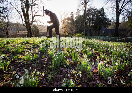 © Lizenzierte nach London News Bilder 28.01.2016, Cheltenham, Großbritannien. Colesbourne Park Schneeglöckchen Sammlung, in der Nähe von Cheltenham, Vereinigtes Königreich öffnet seine Türen für die Öffentlichkeit an diesem Wochenende 30. Januar. Der Park enthält über 250 seltene und ungewöhnliche Sorten von Schneeglöckchen und gilt als "Englands größte Schneeglöckchen Garten" (Leben). Kopf Gärtner Chris Horsefall macht letzte Vorbereitungen zu den Gärten. Stockfoto