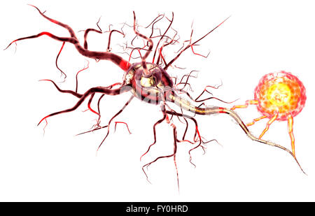 Nervenzellen, Konzept für neurologische Erkrankungen, Tumoren und Gehirn-Chirurgie. Stockfoto