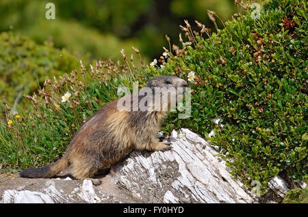 Alpine Murmeltier (Marmota Marmota) auf Felsen, in den französischen Alpen, Savoie-Abteilung bei La Plagne Stockfoto