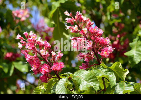 Nahaufnahme von zwei roten Blüten der Rosskastanie (Aesculus Gattung) unter den Blättern Stockfoto