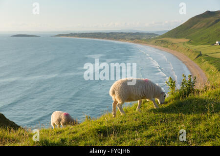 Schafbeweidung Rhossili Beach The Gower Halbinsel South Wales UK mit Blick auf die Bucht beliebte Waliser Urlaubsland Stockfoto