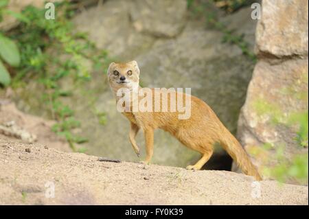 gelbe Mungo Stockfoto