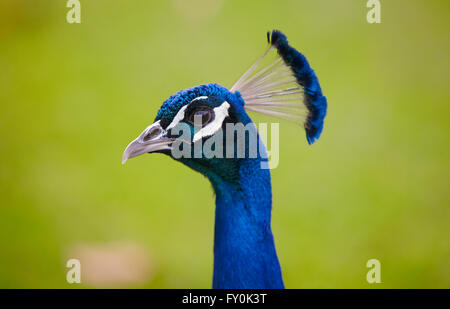 Pfau-Kopf über einen grünen Hintergrund. Querformat Stockfoto