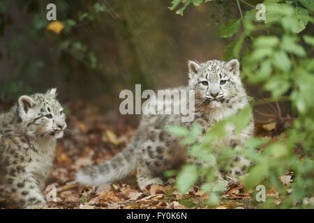 Schneeleoparden Stockfoto