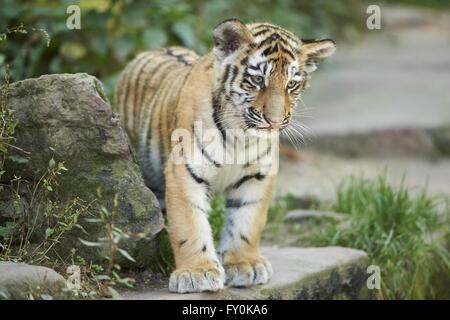 Amur-tiger Stockfoto