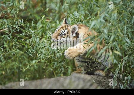 Amur-tiger Stockfoto