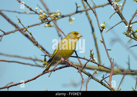 Grünfink Carduelis chloris auf Spring Blossom in der Landschaft von Norfolk Stockfoto