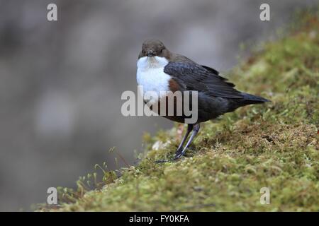 gemeinsamen dipper Stockfoto