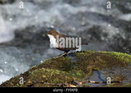 gemeinsamen dipper Stockfoto