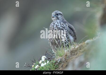 junge Gerfalke Stockfoto