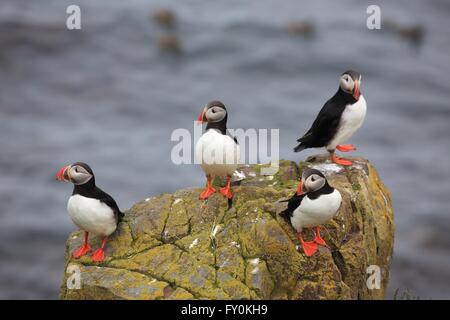 Papageitaucher Stockfoto