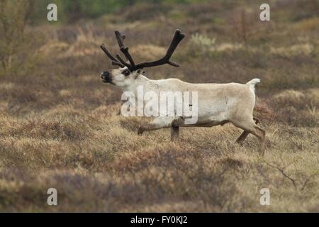 Rentier Stockfoto