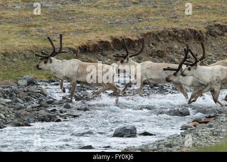 Rentier Stockfoto