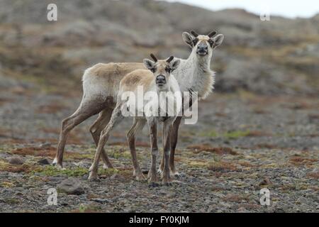 Rentier Stockfoto