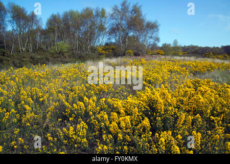 Stechginster blüht auf Kelling Heath im Frühjahr Norfolk April Stockfoto