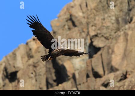 Meer und Seeadler Stockfoto