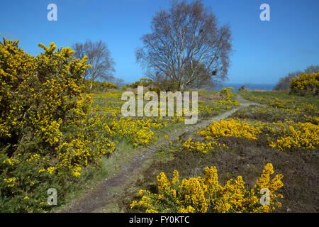 Stechginster blüht auf Kelling Heath im Frühjahr Norfolk April Stockfoto