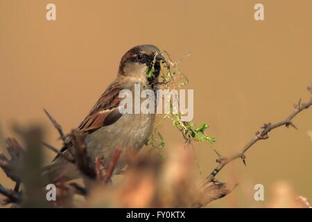 Haussperling Stockfoto