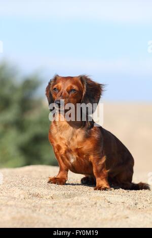 Amerikanische Zwergdackel sitzen Stockfoto