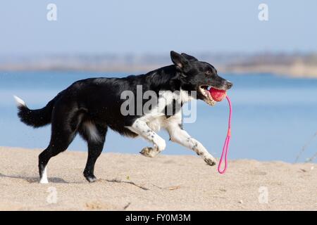 Border Collie zu spielen Stockfoto