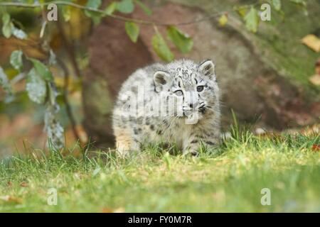 Snow leopard Stockfoto