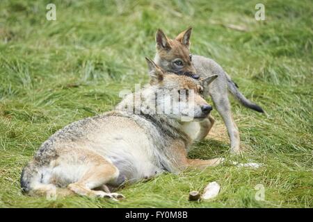 Eurasische greywolfs Stockfoto