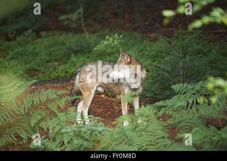 Eurasische greywolf Stockfoto