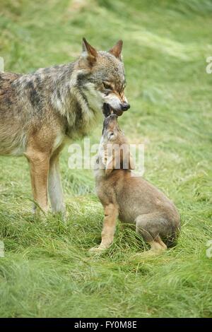 Eurasische greywolfs Stockfoto