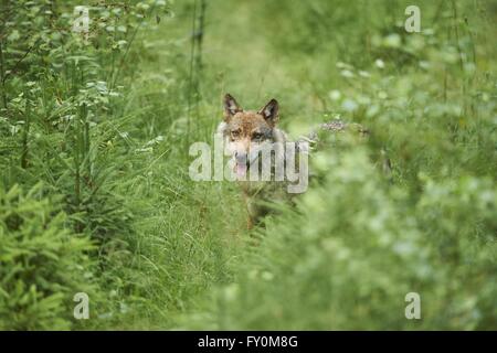 Eurasische greywolf Stockfoto