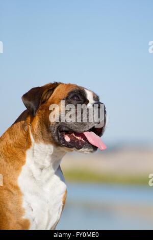 Deutscher Boxer-Porträt Stockfoto