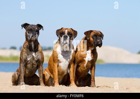 3 deutscher Boxer Stockfoto