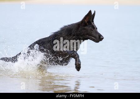 junger Deutscher Schäferhund Stockfoto