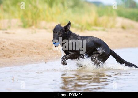 junger Deutscher Schäferhund Stockfoto