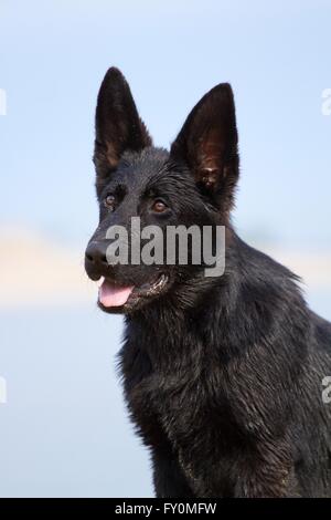 junger Deutscher Schäferhund Stockfoto