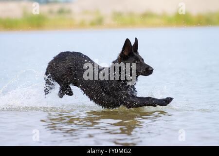 junger Deutscher Schäferhund Stockfoto